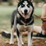 Siberian Husky dog standing on a leash outdoors in a park setting.