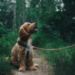 Adorable cocker spaniel puppy enjoying a walk in a lush Swedish forest.