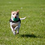A cute dog joyfully running with a ball in a grassy field, exuding playful energy.