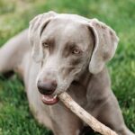 A Weimaraner dog enjoying chewing a stick while relaxing on fresh green grass.
