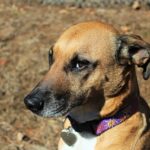 A Rhodesian Ridgeback rescue dog with a collar sitting outdoors, gazing intently.