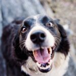 Playful Border Collie looking up with a joyful expression and tongue out.
