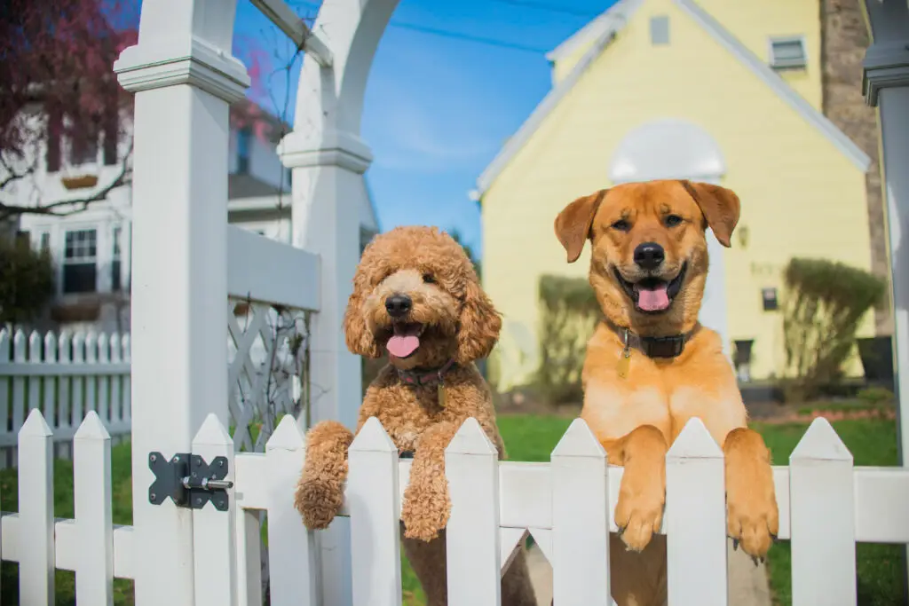 portrait of two dogs looking out from garden fence